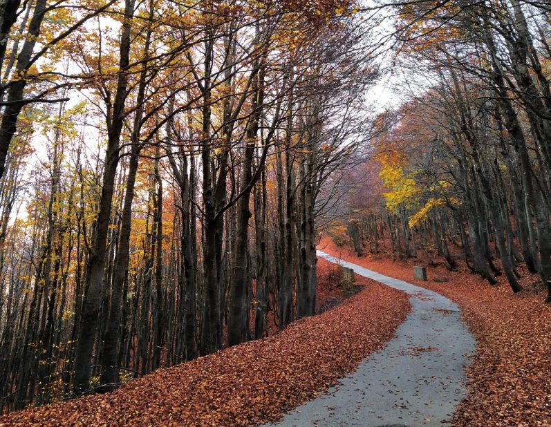 Bosco in Aspromonte