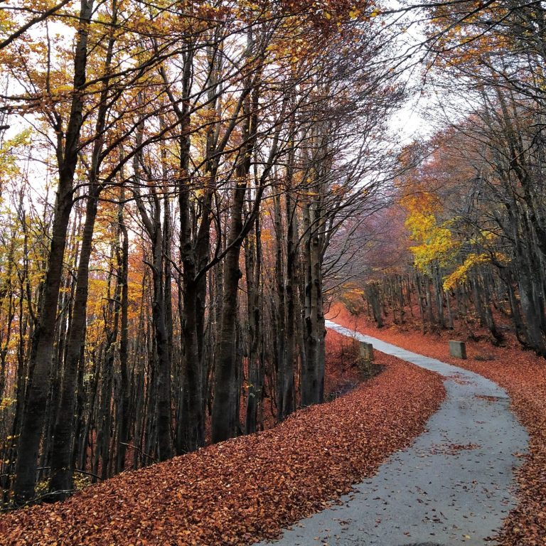Bosco Aspromontano